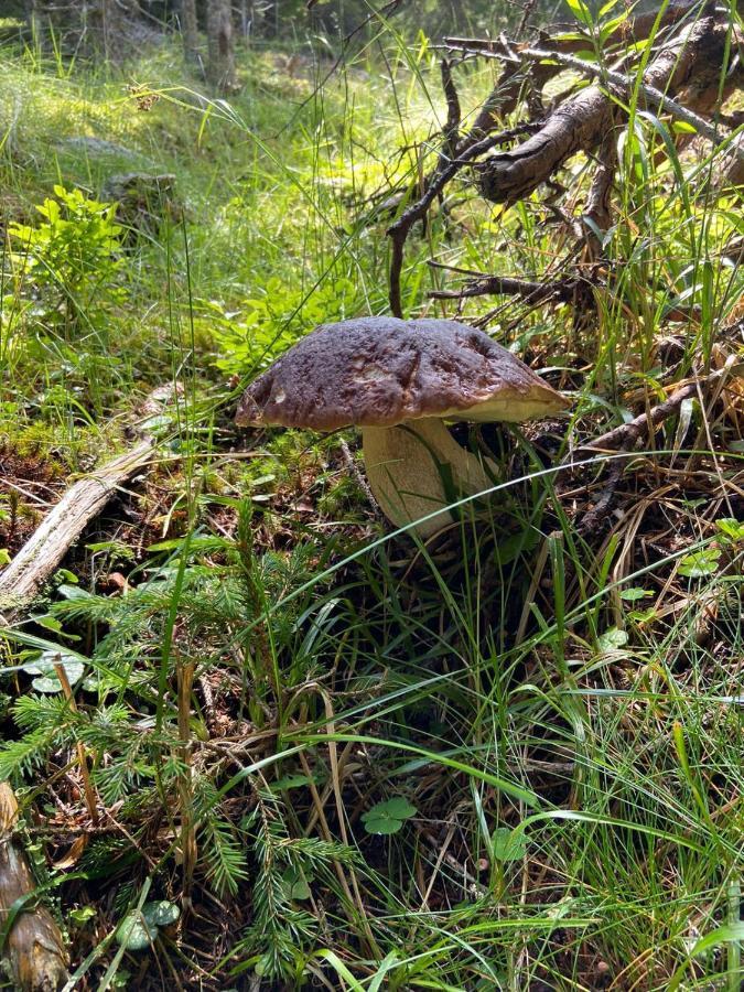 Willa Holzknechthuette Lachtal Zewnętrze zdjęcie